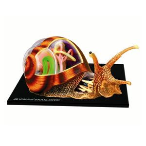 John N Hansen Co 4D Snail Anatomy Model