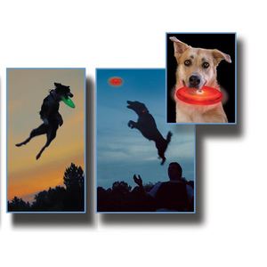 Flashflight Dog Discuit LED Flying Disc, two pack