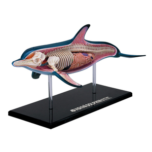 John N Hansen Co 4D Dolphin Anatomy Model