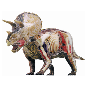 John N Hansen Co 4D Triceratops Anatomy Model